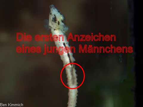 Hippocampus kuda, Seepferdchen