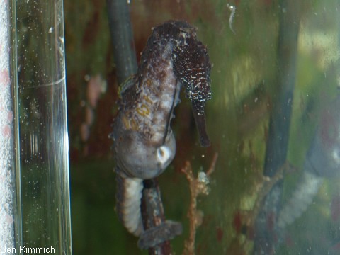 Hippocampus comes, Tigerschwanz Seepferdchen Mnnchen beim Gebren