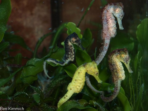 Hippocampus reidi und kuda, reidi und kuda Seepferdchen