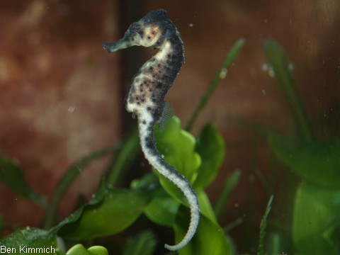 Hippocampus kuda, Seepferdchen