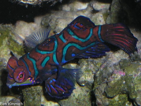 Pterosynchiropus splendidus, Mandarinfisch Leierfisch