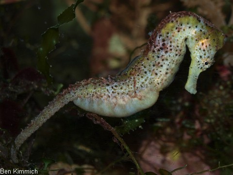 Hippocampus reidi, Langschnuziges Seepferdchen Mnnchen