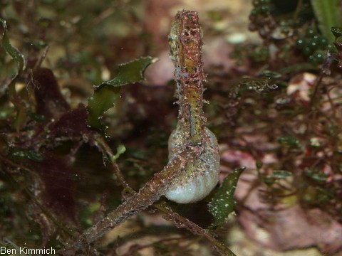 Hippocampus reidi, Langschnuziges Seepferdchen Mnnchen