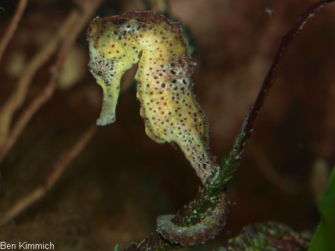 Hippocampus reidi, Langschnuziges Seepferdchen