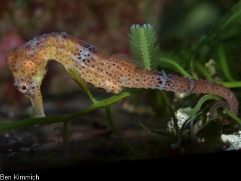 Hippocampus reidi, Langschnuziges Seepferdchen