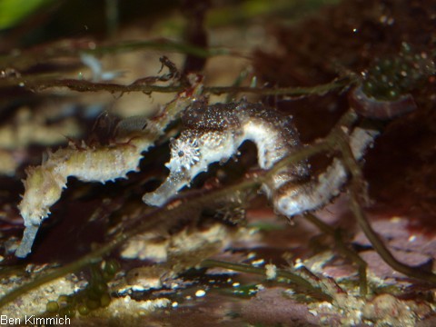 Hippocampus comes und barbouri, junge comes und barbouri Seepferdchen