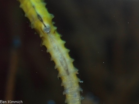 Hippocampus reidi, Langschnuziges Seepferdchen Mnnchen