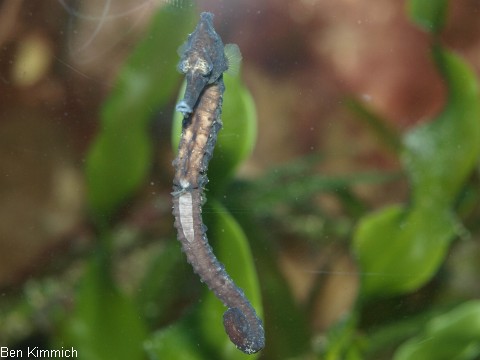 Hippocampus kuda, Seepferdchen