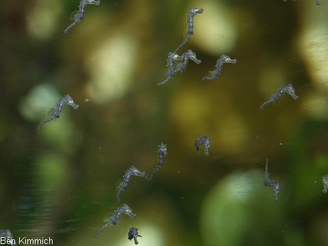 Hippocampus reidi, Langschnuziges Seepferdchen Tag 1