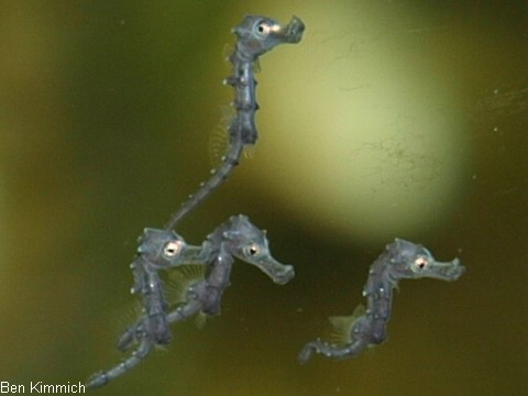Hippocampus reidi, Langschnuziges Seepferdchen Tag 1