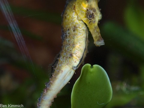 Hippocampus reidi, Langschnuziges Seepferdchen Mnnchen