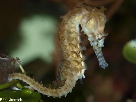 Hippocampus barbouri, barbouri Seepferdchen extrem abgemagert