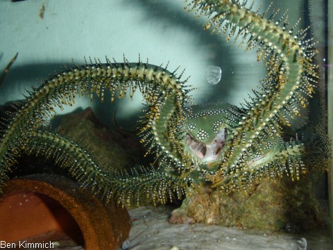 Ophiarachna incrassata, Olivgrner Schlangenstern