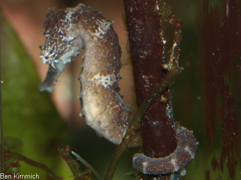 Hippocampus comes, Tigerschwanz Seepferdchen 5 Monate