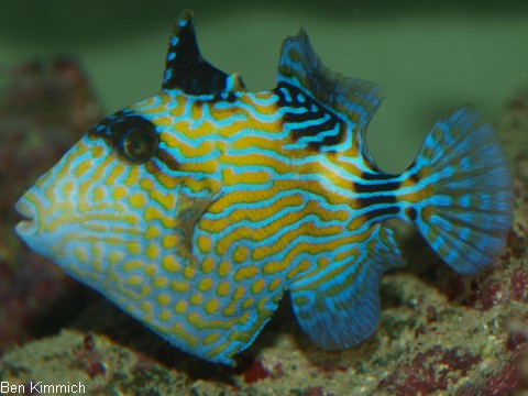 Drckerfische