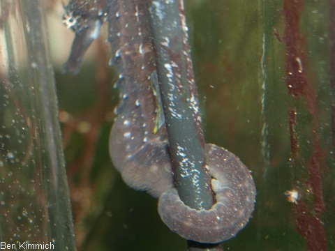 Hippocampus comes, Seepferdchen mit Gasblasenkrankheit