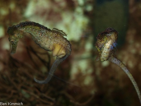 Hippocampus reidi, Langschnuzige Seepferdchen beim Balzen