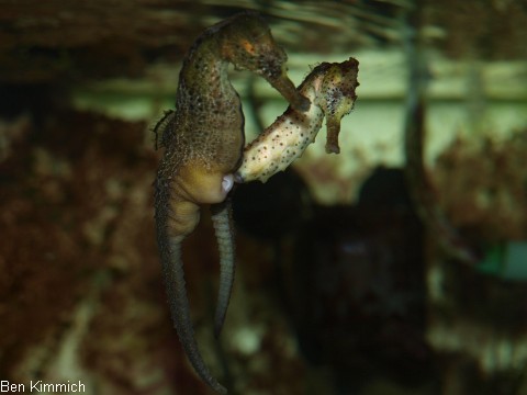 Hippocampus reidi, Langschnuzige Seepferdchen beim Balzen