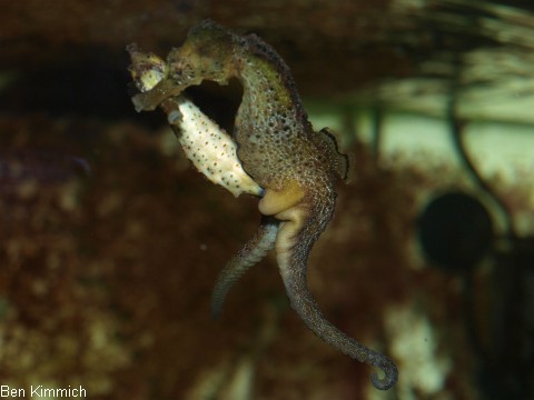 Hippocampus reidi, Langschnuzige Seepferdchen beim Balzen
