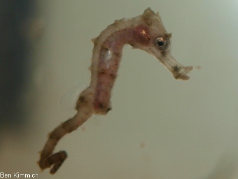 Hippocampus reidi, Langschnuziges Seepferdchen