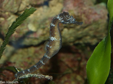 Hippocampus comes, Tigerschwanz Seepferdchen 8 Monate