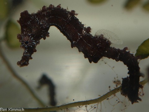 Hippocampus comes, Tigerschwanz Seepferdchen 2 Monate