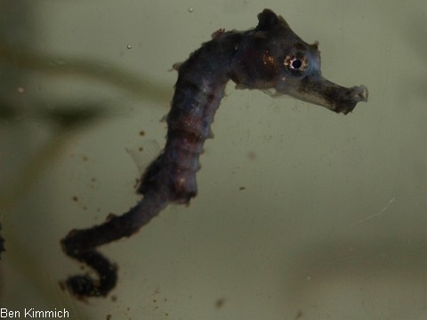 Hippocampus reidi, Langschnuziges Seepferdchen