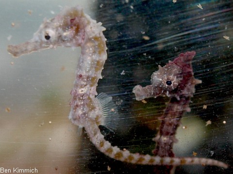 Hippocampus barbouri, Seepferdchen Tag 30