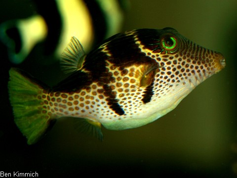 Canthigaster valentini, Sattel- Spitzkopfkugelfisch