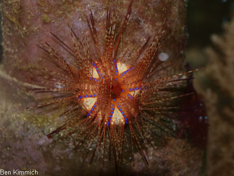 Astropyga radiata, Roter Diademseeigel