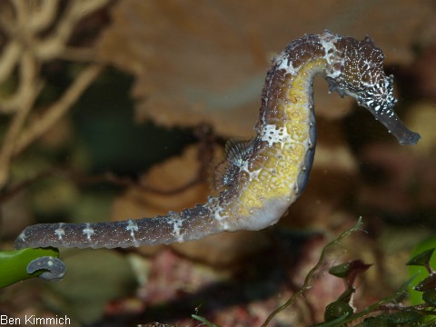 Hippocampus comes, Seepferdchen beim Balzen