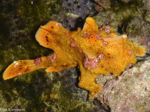 Antennarius pictus, Rundflecken-Anglerfisch