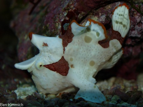 Anglerfische