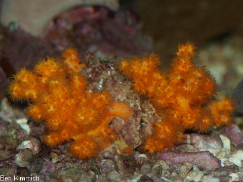 Scleronephthya gracillimum , oranges Weichkorallen Bumchen