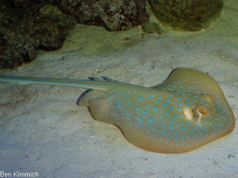 Taeniura lymma, Blaupunktrochen