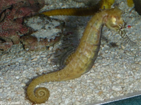 Hippocampus angustus, Seepferdchen