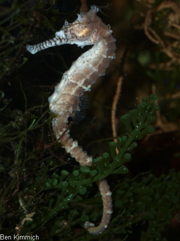 Hippocampus subelongatus, Seepferdchen