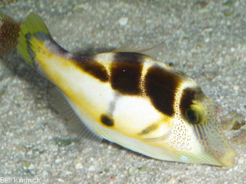 Paraluteres prionurus, Schwarzsattel-Feilenfisch
