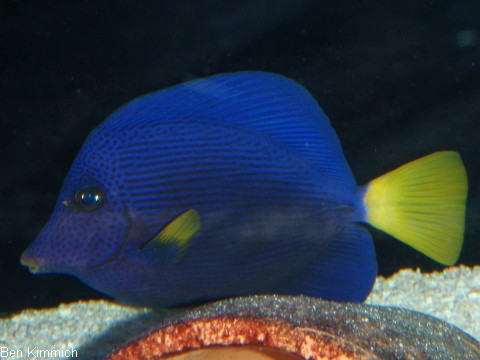 Zebrasoma xanthurus, Rotmeer Doktorfisch