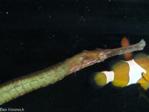 Syngnathoides biaculeatus, Dreieckige Seenadel