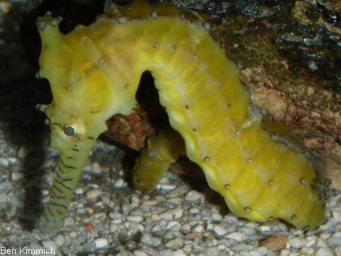 Hippocampus subelongatus, Seepferdchen