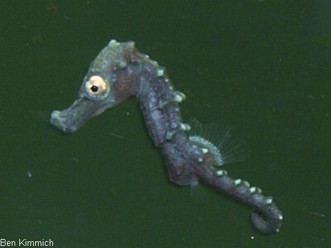 Hippocampus kuda, Seepferdchen Tag 1