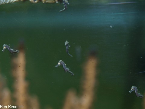 Hippocampus kuda, Seepferdchen Tag 1