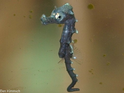 Hippocampus kuda, Seepferdchen Tag 1