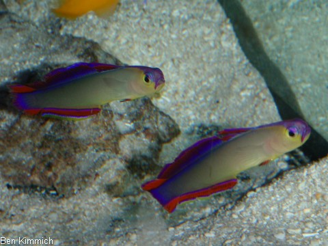 Nemateleotris decora, Dekor-Schwertgrundel