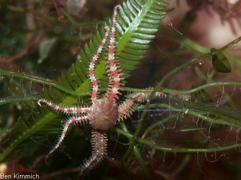 Ophiocoma pumila, Schlangenstern