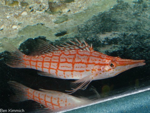 Oxycirrhites typus, Langschnuziger Korallenwchter