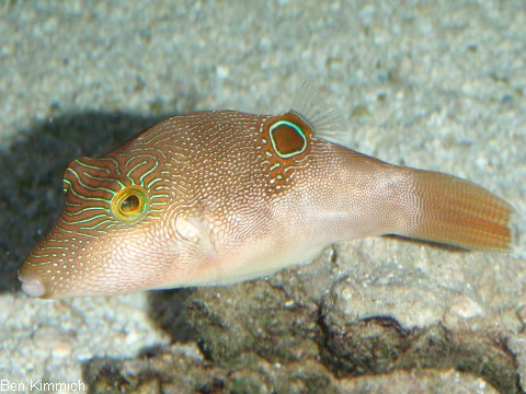 Canthigaster compressa, Labyrinth-Kugelfisch