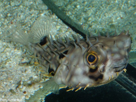 Chilomycterus antillarum, Web burrfish