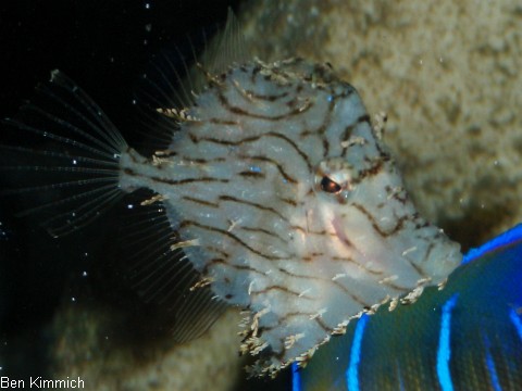 Chaetodermis penicilligera, Schmuck-Feilenfisch